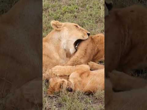 Lioness Protecting Cubs