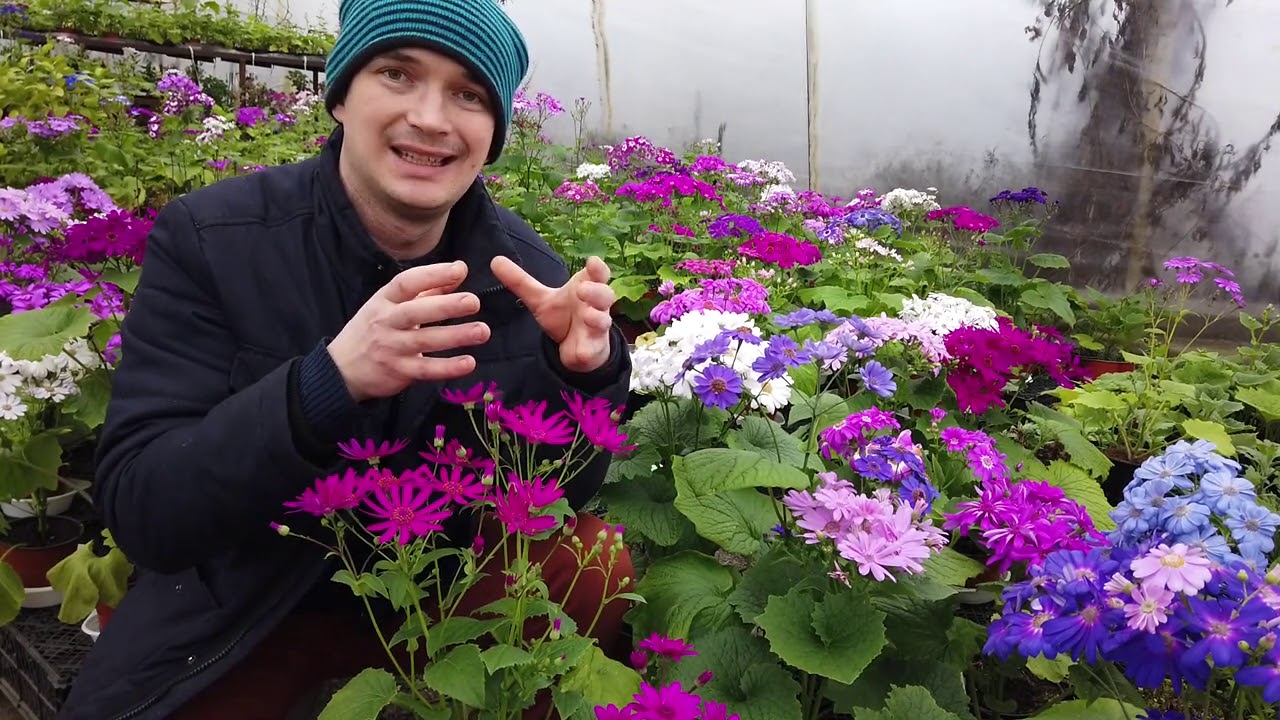 Как вырастить Цинерарию Гибридную к 8 марта. ВИДЕО ИНСТРУКЦИЯ.