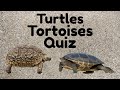 Turtles tortoises quiz do you know the differences trivia challenge