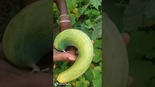 ఎండాకాలం 🥵చల్లని కీర 😋 వచ్చేసింది ##Samar #Kira #harvesting # my farm #organic