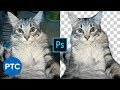 Cut Out Fur From Busy Backgrounds In Photoshop