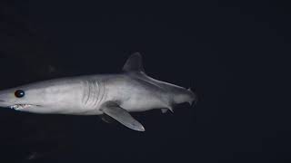 Night dive - taking a quick swim around the new improved Mako