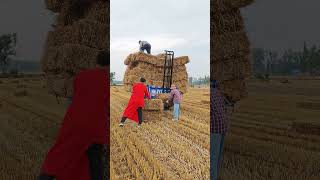 #Agribusiness #TractorLife #FarmingCommunity #CountryLiving #FarmVibes #GoldenFields #WorkInProgress