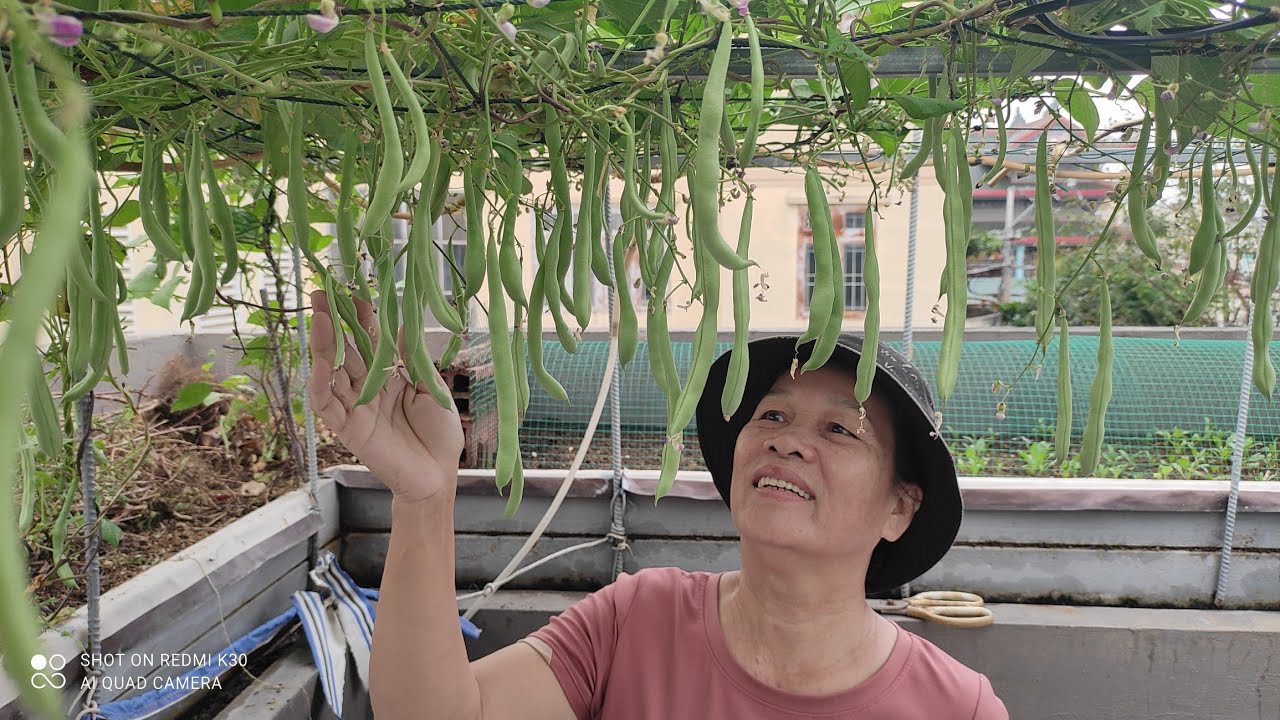 Chia sẻ cách trồng đậu COVE , ra trái nhiều như vầy ai mà chịu nỗi | Khoa Hien 661