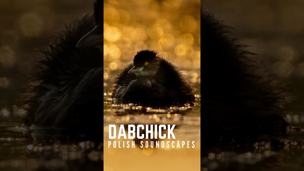 Little Grebe bird call | Perkozek głos 