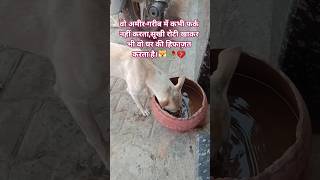 dog's video 🐶🎀#dog #youtubeshorts #doglife #sad #dogs
