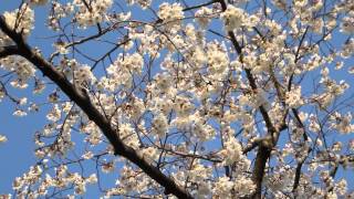 The National Cherry Blossom Festival Indicator Tree
