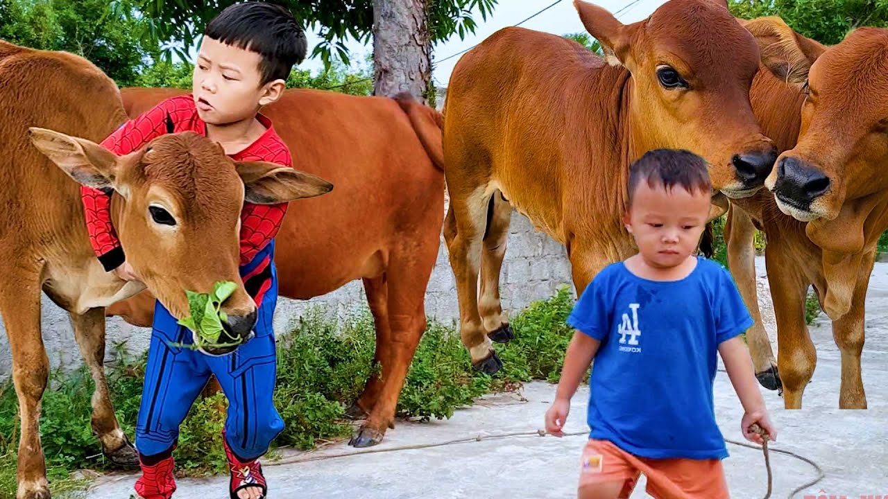 con bò  -  tổng hợp nhạc con bò - bài hát con bò hay nhất - danh sách nhạc con bò remix