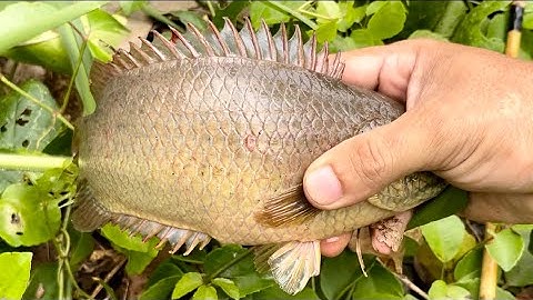 Tập 364 - Toàn Hàng Khủng Kiểu Này Sao Mà Không Mê Câu Cho Được | Câu Cá Rô Đồng | MQTG