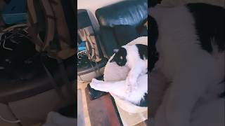 They Call Her Daisy Kitten