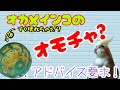 オカメインコちゃんの安心、安全のおもちゃとは？