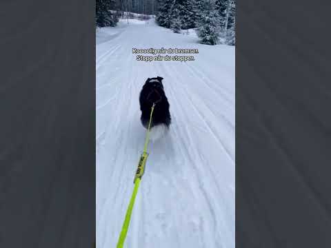 Innlæring av signaler på ski ⛷️🐕 #skijoring #trekktrening #trekkhund