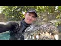 Swimming with Casper the Alligator! Learn about nuisance alligators.