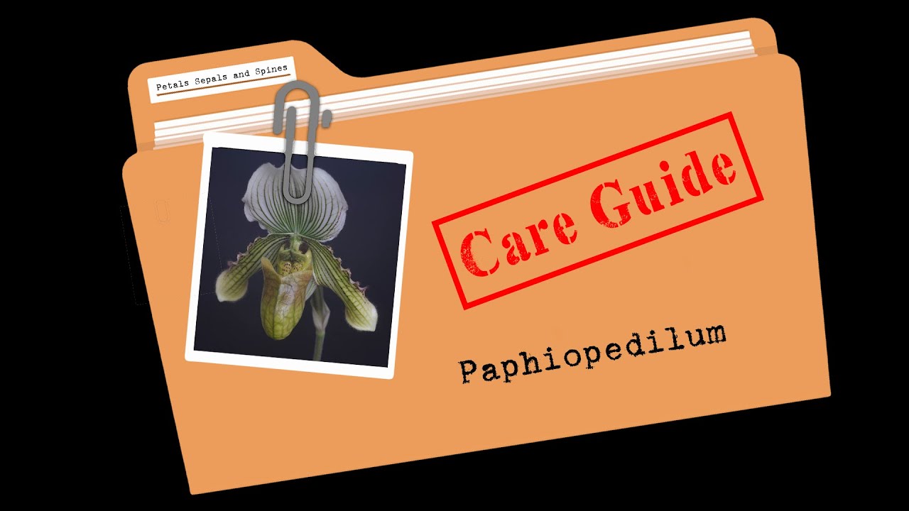 Care Guides - Paphiopedilum Orchids // #CareCollab