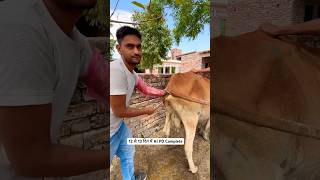 12 से 13 दिन में AI PD Complete ! Artificial insemination & Pregnancy Diagnosis in cattle & Buffalo