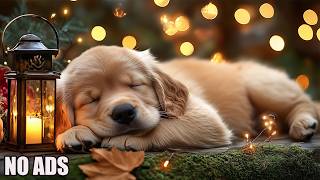 12 Hours of Dog Relaxing Music ๐ค Calm Music for Anxious Dogs ๐ฟ Healing Sounds for Peaceful Sleep