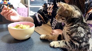 年越しそばの匂いに我慢できずおねだりしに来てしまった子猫ｗ