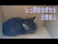 サーキット猫が一歳になりました【ジロー】