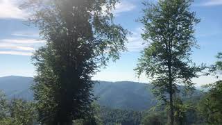 Nature , Kuş Sesleri, Orman ,Huzur