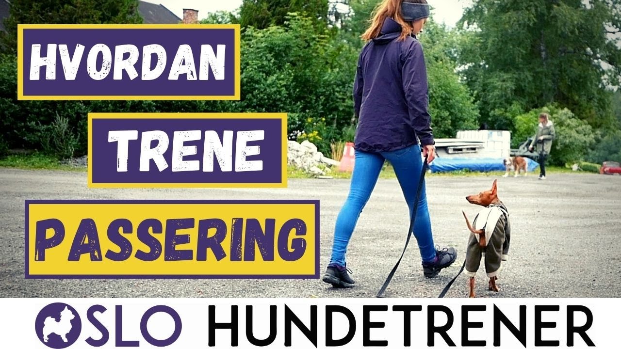 Passeringstrening: Få en hund som følger deg i stedet for å dra bort til andre hunder/mennesker