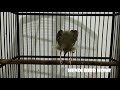 Suara Burung Ciblek Semi Gacor Masteran Terbaik Mp3 - Mp4 Download