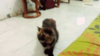 Kucing Rasa Ketek
