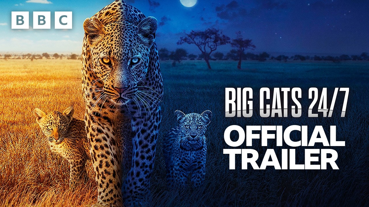 Trailer | Big Cats 24/7 Series 2 – BBC