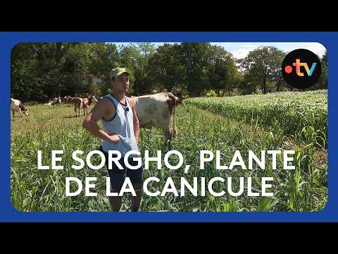 Le sorgho, une plante adaptée à la canicule