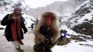 Snow Monkeys