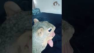 Zoltan #bestfriend #squirrel #cute