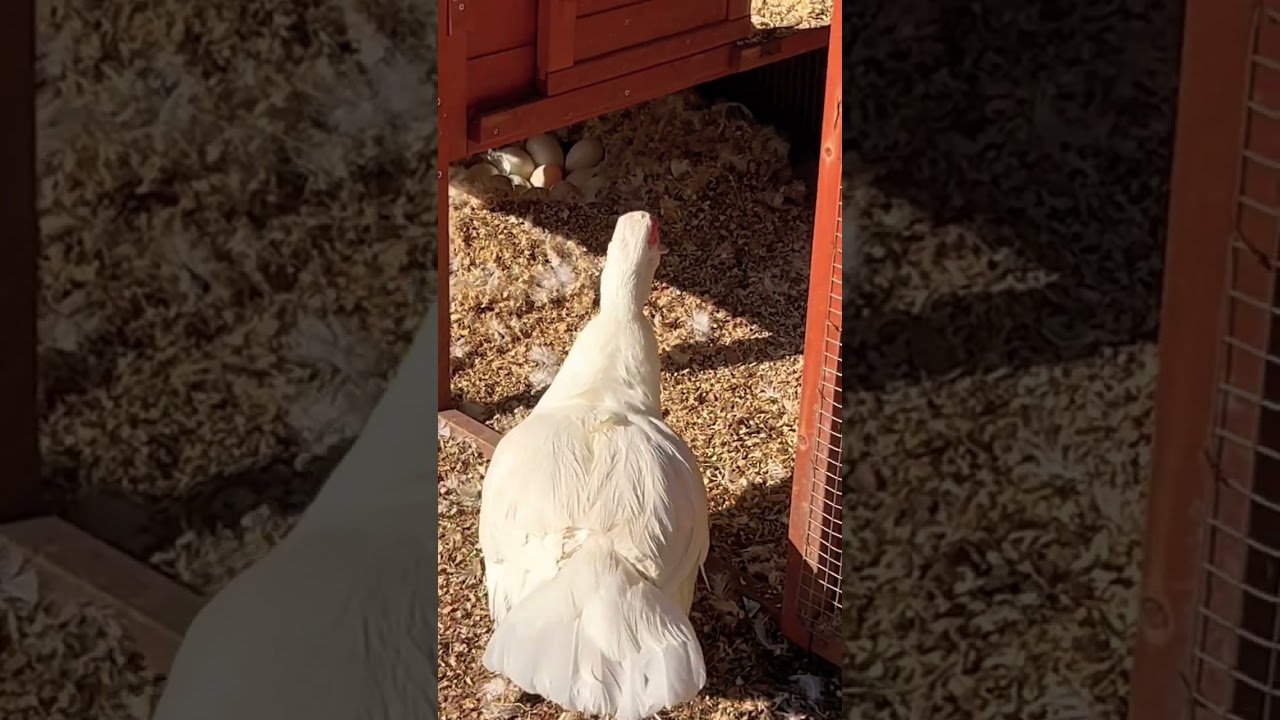 Checking in with coco the eggspecting duck ❤️❤️❤️