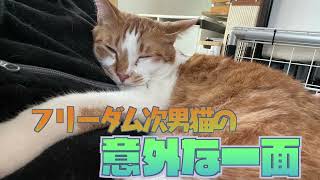 フリーダムな次男坊猫　意外な一面★20240519