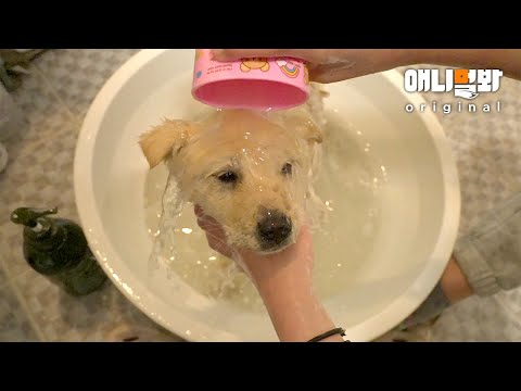 물 뿌려도 눈 하나 깜짝 안 하는 상강아지 (반전있음ㅋㅋ) ㅣVideo Of A Dog Taking a <strong>Bath</strong> That Will Mesmerize You