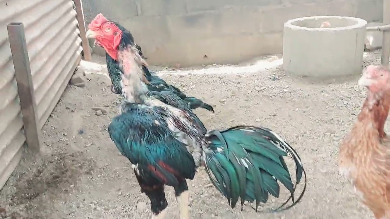 Madras aseel setup at my farm msd aseel farm