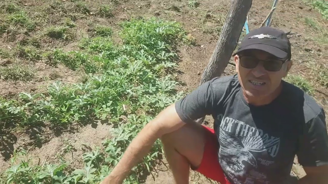 Plantando melancias🍉 ..de maneira simples e orgânica..