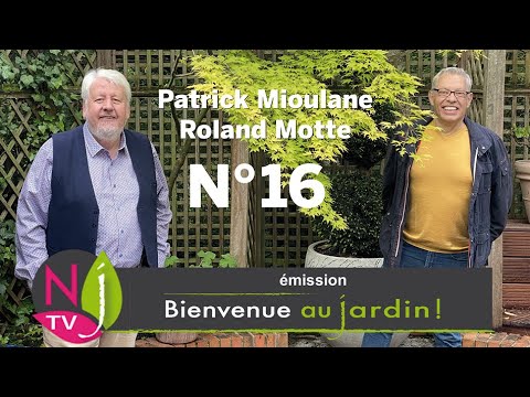 Vidéo: Pétasite (herbe) - Propriétés Utiles Et Utilisations Du Pétasite, Racines De Pétasite. Pétasite Médicinale, Hybride