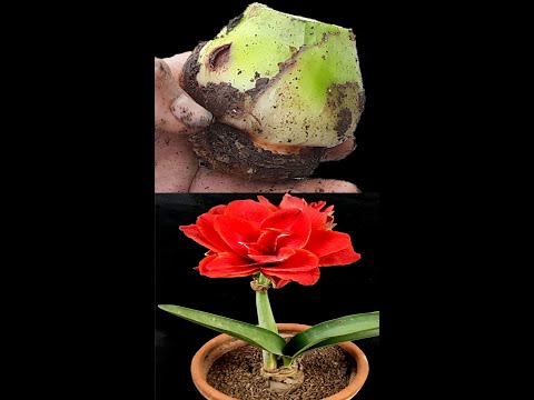 Video: Vysadzovanie rastlín Amaryllis – Tipy na podporu kvetov Amaryllis