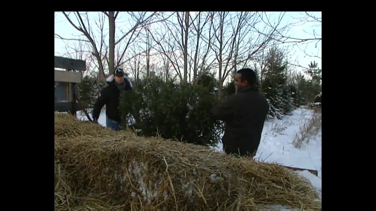 Pascal Leclaire in a Christmas Tree Adventure