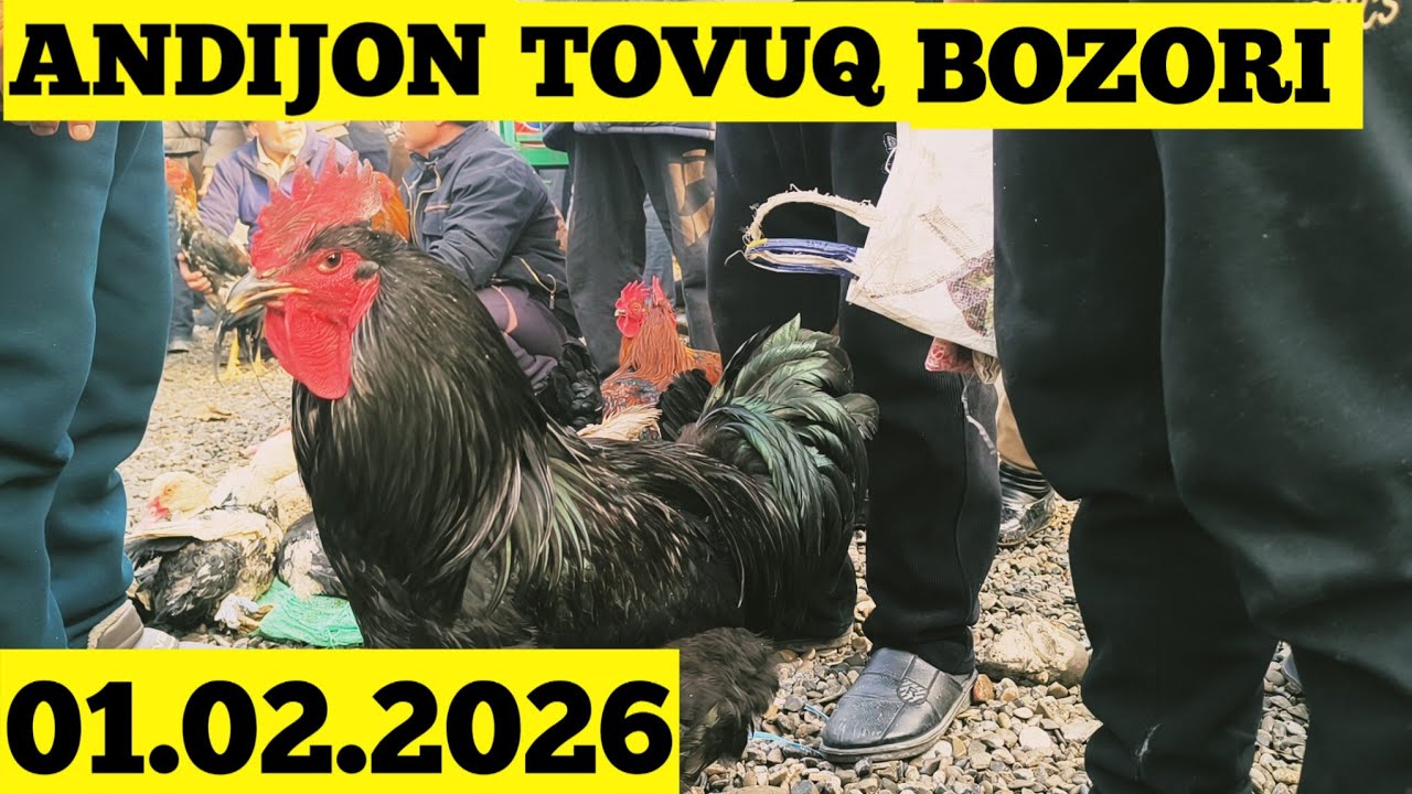 ANDIJON TOVUQ BOZORI 01.02.2026
