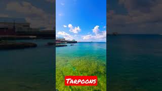 WATCHING TARPOONS AT WATERFRONT, GEORGETOWN | CAYMAN ISLANDS #shorts