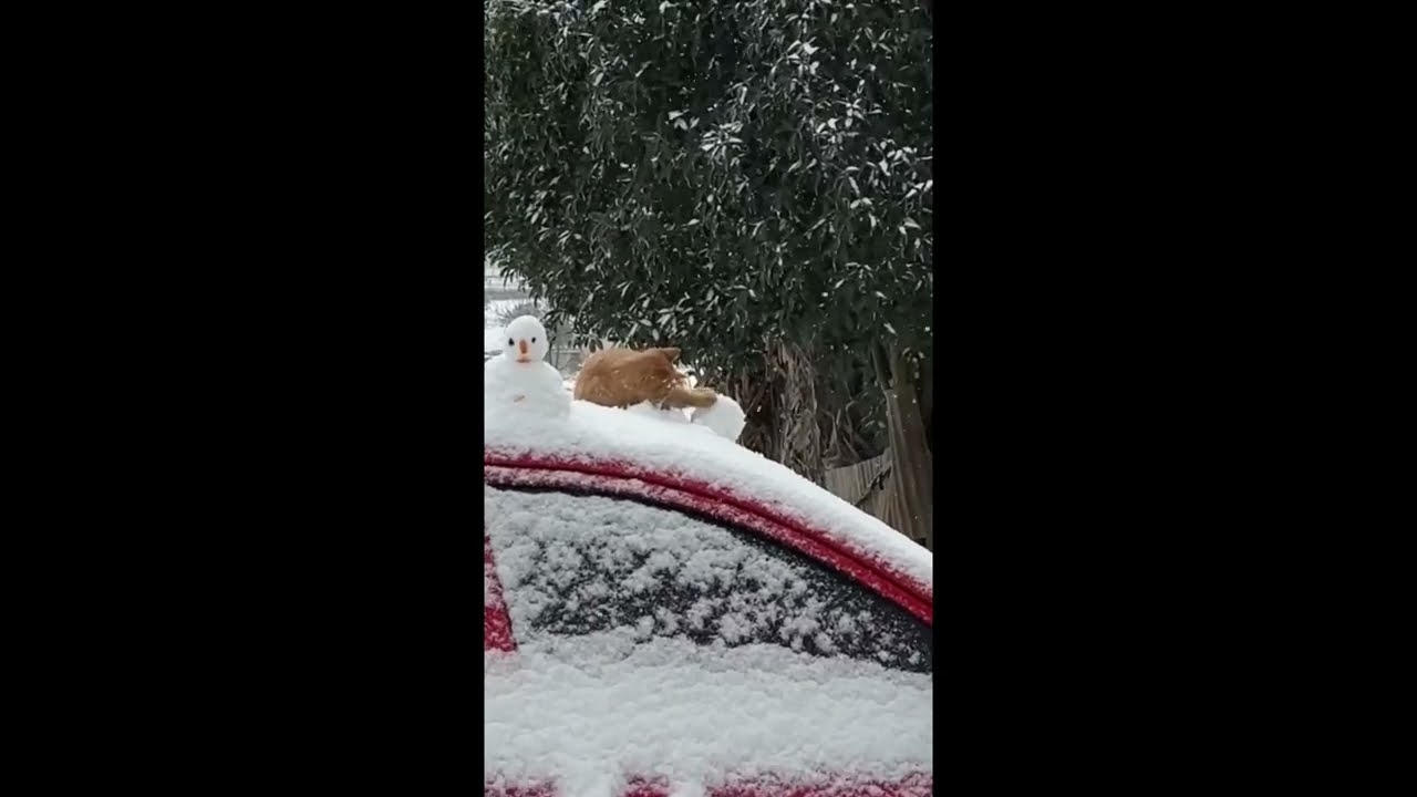 Funny cats on snow