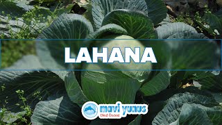 Mavi Yunus Okul Öncesi Meyveleri Ve Sebzeleri Tanıyalım Lahana