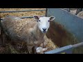 A look at our lambing shed in action, Innovative Sheep Breeding.