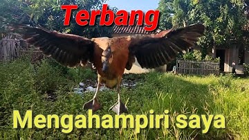 Belibis yang terlalu jinak @bayhaqipetualang6664
