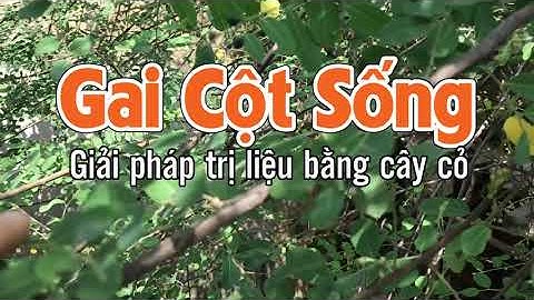 Bài thuốc Trị gai cột sống, trị rắn cắn hiệu quả từ cây trồng hàng rào vùng quê
