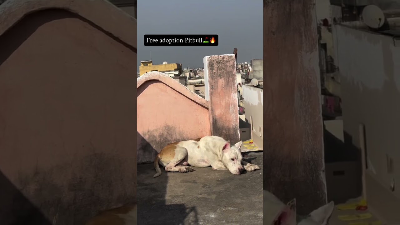 Apbt dangar breeds dog's 