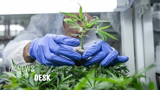 Israel's Cabinet Approves Medical Cannabis Exports