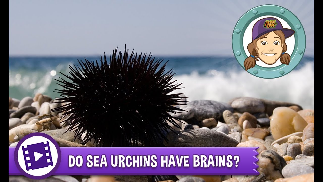 Animal Jam - Ask Tierney: Do sea urchins have brains? - YouTube