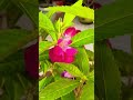 #দোপাটি_ফুলে আজ গাছ ভরেছে,#balsam #flowers #floweringplants #gardening #shotrs