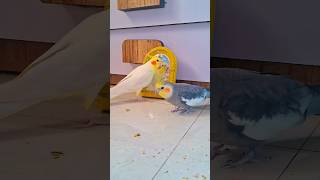 Cute Cockatiel Singing and Dancing : Unleashing Cockatiels Craze!#CockatielsCraze#fyp #birds #parrot